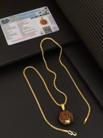 7 mukhi rudraksh with gold plated chain
